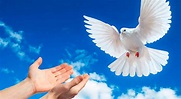 Día Internacional de la Paz 2020: Por qué se celebra el Día ...