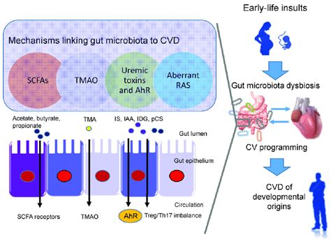 Overview Of The Common Mechanisms Linking Gut Microbiota Dysbiosis To