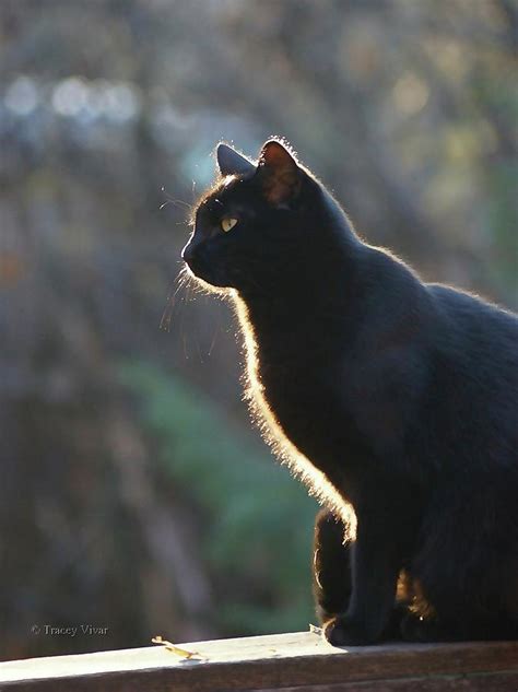 Shadow In Profile Photograph By Tracey Vivar