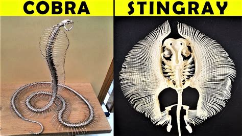 20 Fascinating Animal Skeletons That You Will Not Believe Are Real
