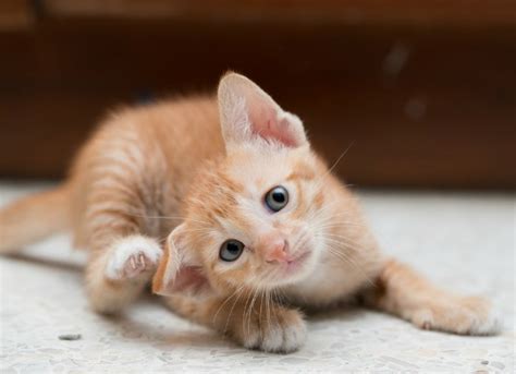 Learn more about which surprising smells cats hate, including citrus, lavender, and a dirty litter box. How Did My Cat Get Fleas and/or Ticks? | petMD