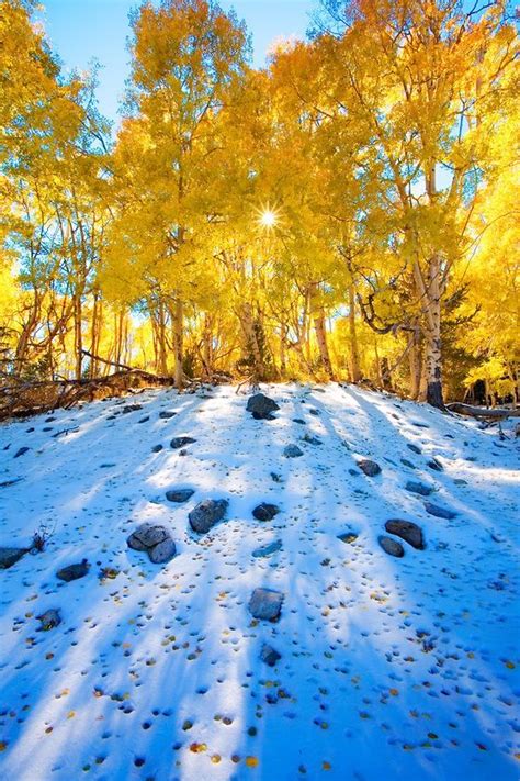 Aspen Leaves On The Snow Huerfano National Forest Colorado Amazing