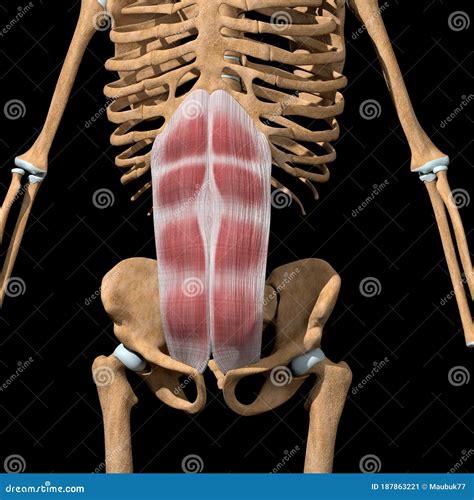 Human Rectus Abdominis Muscles On Skeleton Stock Illustration