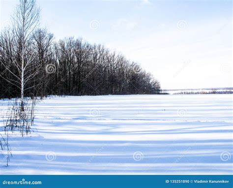 Winter Field And Forest Stock Photo Image Of Foliar 135251890
