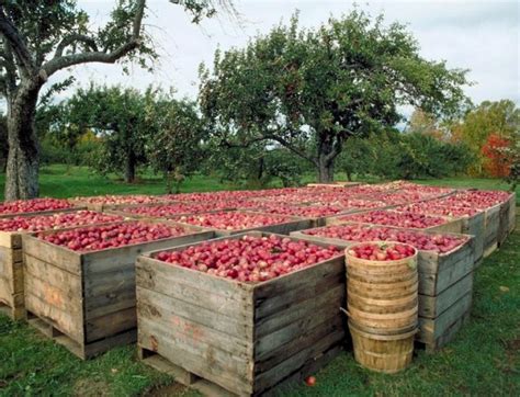 15 Best Apple Orchards In New England New England