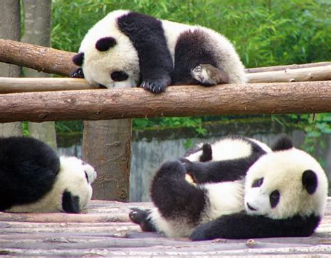 All About Animals Endangered Animals The Panda