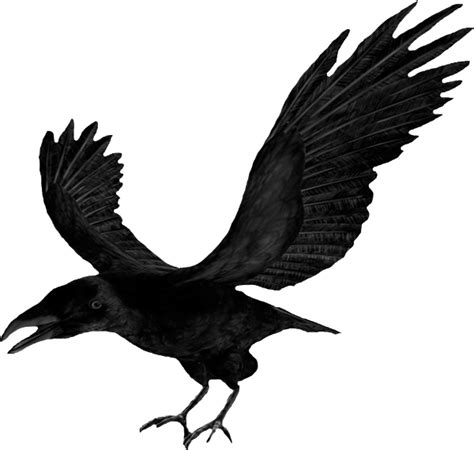 Download Clip art - flying raven png download - 600*570 - Free Transparent Download png Download ...