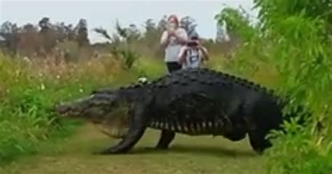Video Captures Massive Florida Gator On Stroll In Florida Reserve Cbs