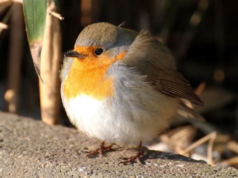 1000 Images About Fat Birds On Pinterest Posts Robins And Finches