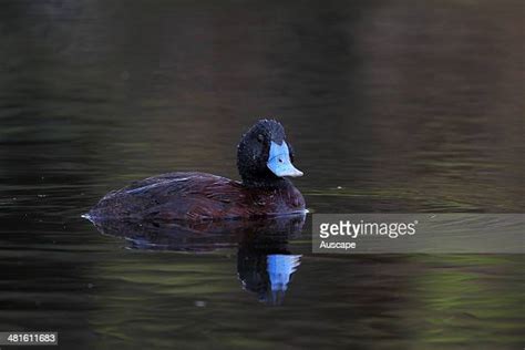 Blue Billed Duck Photos And Premium High Res Pictures Getty Images