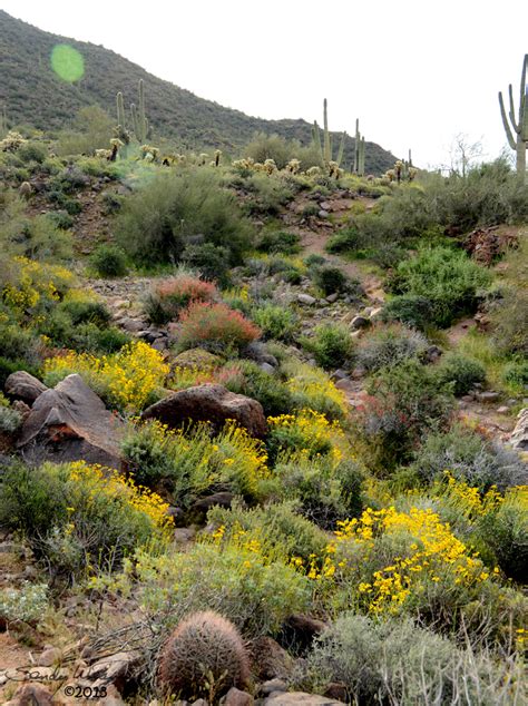Quiltincats Bloomin Desert Apache Junction Az
