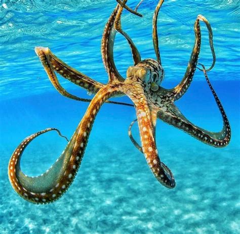 Земля Жемчужина Вселенной Okru Ocean Creatures Octopus Ocean