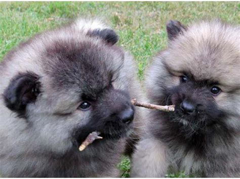 Keeshond Puppies For Sale In Pa Pennsylvania Puppies For Sale Near Me