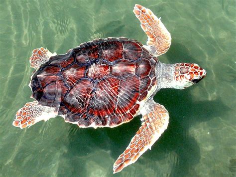 Loggerhead Sea Turtle Sea Turtle Facts And Information