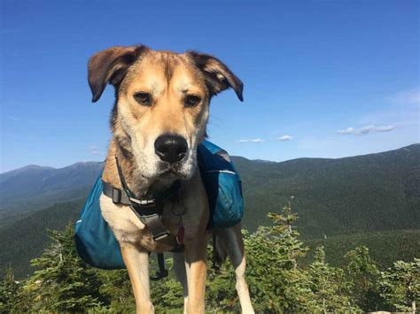 Pemi Loop Hiking With Dogs