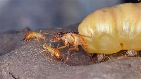What Is A Termite Queen Size Lifespan And Facts