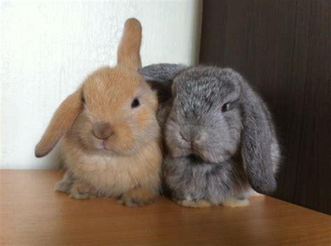 rabbits  sale  singapore sold weeks chinchilla holland lop female