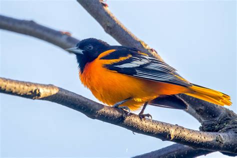 Look High For The Newly Arrived Baltimore Orioles Or Lure Them In For A