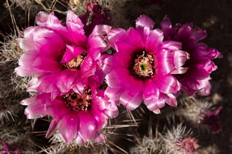 Arizona Cactus Flowers Pictures All New Wallpaper