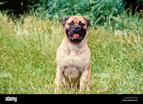 A Bull Mastiff Dog In Grass Stock Photo Alamy
