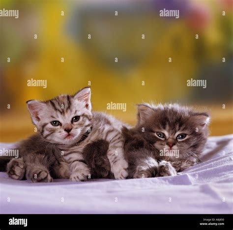 2 Domestic Cat Kitten Cuddling Stock Photo Alamy