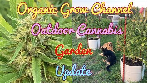 Organic Grow Channel Outdoor Cannabis Garden Update💯☀️💪🌱 Youtube