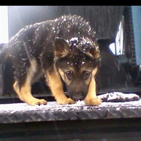 German Shepherd Puppy In The Snow German Shepherd Puppies Shepherd