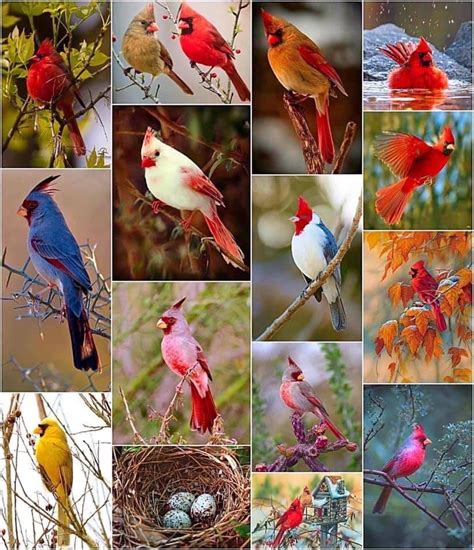 Cardinal Birds Art Red Birds Colorful Birds Love Birds Pretty Birds
