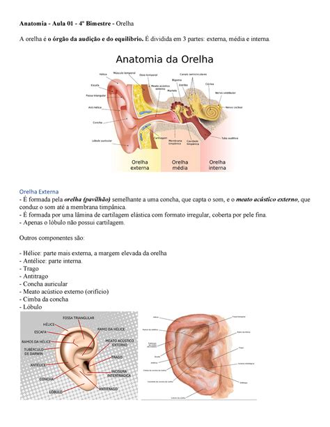 Aula 01 Orelha Resumo Anatomia Humana Anatomia Aula 01 4º