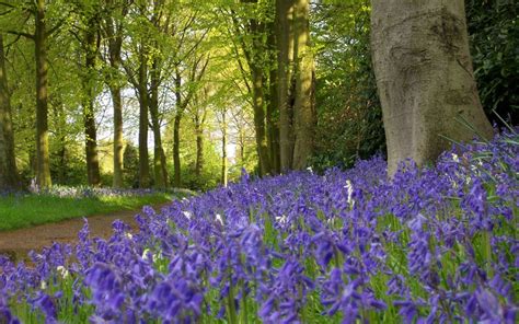 The Best Places To See Bluebells In The Uk Bluebells Landscape