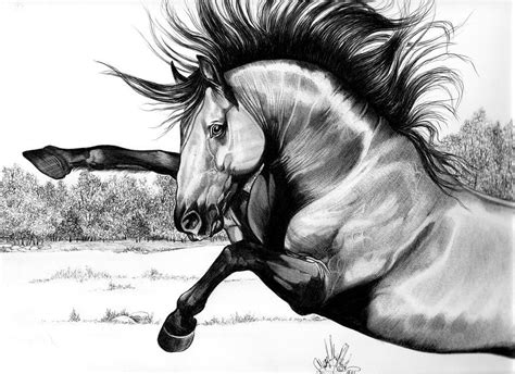 Draw horse heads and faces, step by step, drawing guide, by dawn. Wild Kiger Mustang Stallion by Cheryl Poland | Kiger mustang, Horse artwork, Horse art