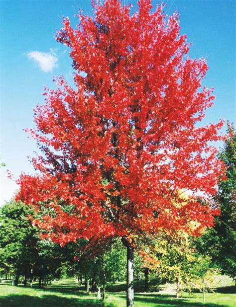 Autumn Blaze Maple Fort Wayne Trees