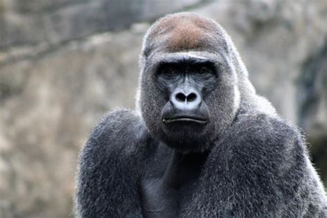 Huge Silverback Gorilla