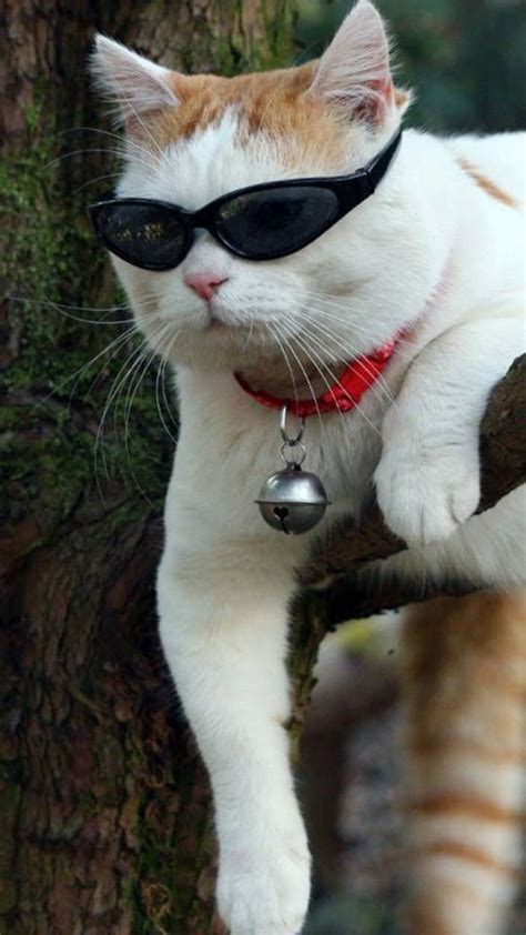 Very Cool Funny Cat Mobile Phone Wallpaper In 2020 Cool Cats Cats