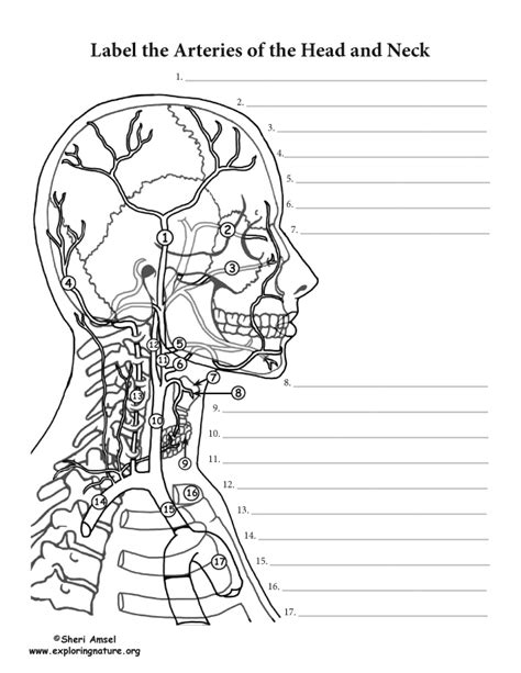 Arteries Of The Head And Neck Labeling Page