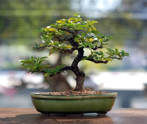Bonsai Ein Baum Für Die Wohnung Heimhelden