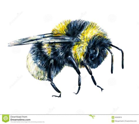 Bumble Bee Drawing Pictures At Getdrawings Free Download
