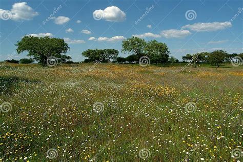 Flowery Field Stock Image Image Of Pollen Countryside 495217