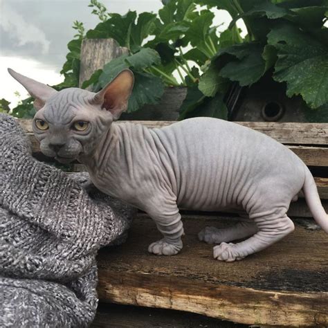 Sphynx Munchkin And Such A Breed Exists Now Wakeup