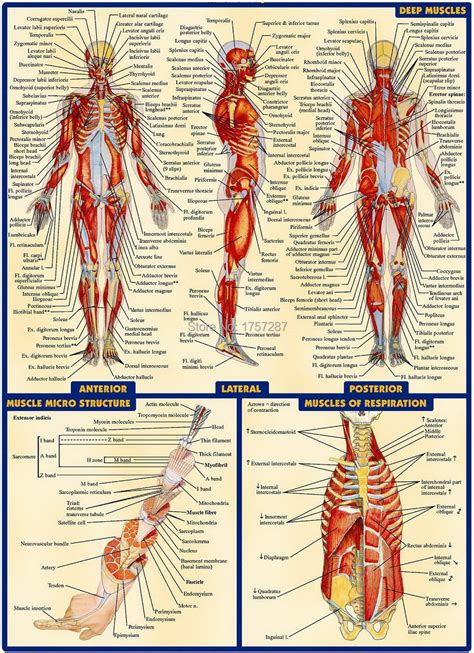 Human Muscles Diagram Human Leg Muscles Diagram Anatomy For Artists