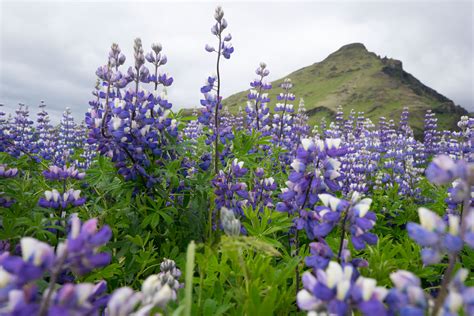 Why Iceland Is Turning Purple Hakai Magazine