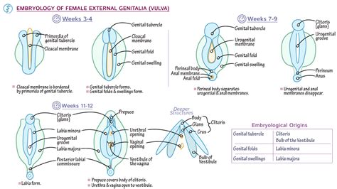 Reproductive System Development Of The Vulva Draw It To Know It