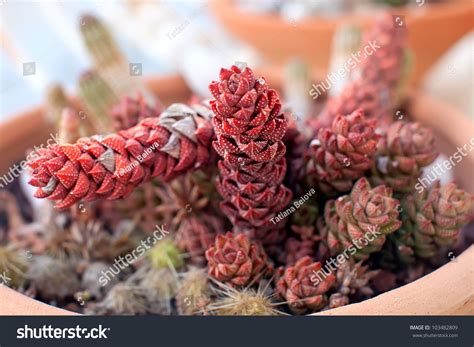 Why are my succulent leaves falling off? Haworthia Coarctata - Red Succulent Plant With Spiky ...