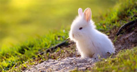 Deadly Rabbit Disease Is Sweeping The Uk This Is How To Protect Your