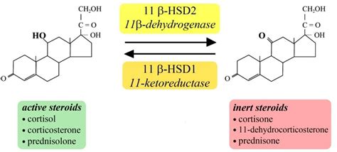 custom mempro™ 11 beta hydroxysteroid dehydrogenases hsd 11β creative biostructure