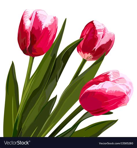 Watercolor Beautiful Tulips Flowers Royalty Free Vector