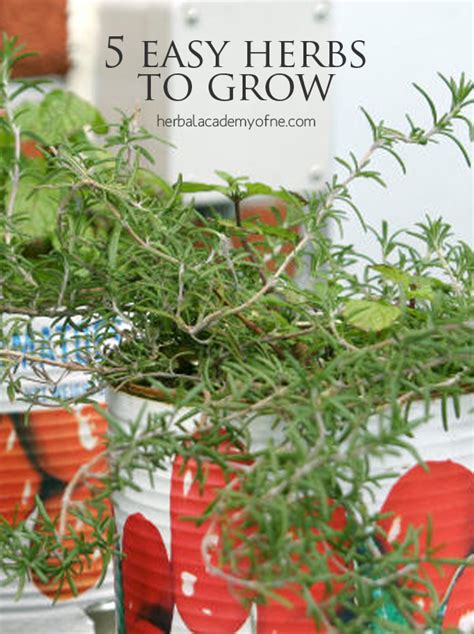 Herbal Academy 5 Easy Herbs To Grow Herbal Academy