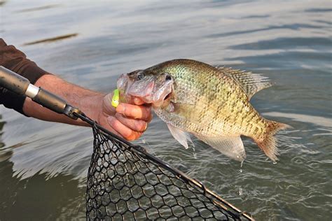 North Carolina Crappie Forecast For 2015 Game And Fish Crappie