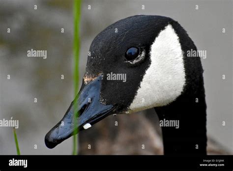 A Beautiful Canadian Goose Shot Up Close Stock Photo Alamy
