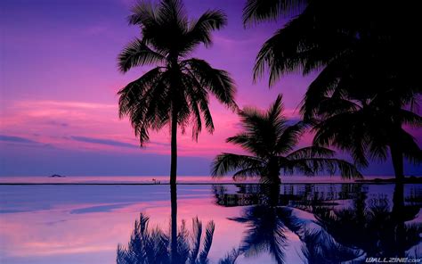 Tropical Purple Sunset Wallpaper Sunset Wallpaper Palm Tree Iphone